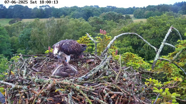 An adult osprey stands on a nest made of sticks and branches, feeding two chicks. The nest is situated high in a tree amidst lush green foliage, with a dense forest and rolling hills in the background. The scene is captured on a clear day, and the time and date are displayed at the top of the image.