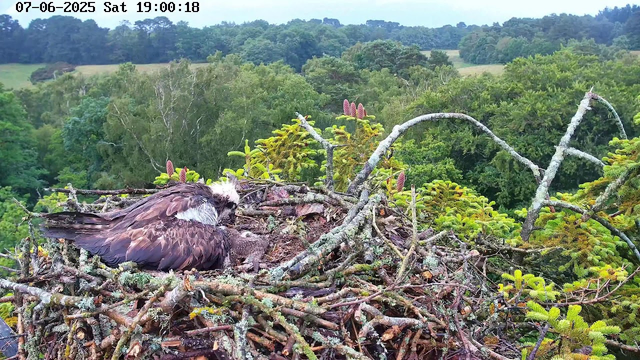 A bird of prey, likely an osprey, is sitting in a nest made of sticks and moss at the top of a tree. The background features a dense, green forest with various types of trees and a hilly landscape under a partly cloudy sky. The image appears to be captured from a webcam, with the date and time displayed at the top left corner: July 6, 2025, Saturday, 19:00:18.