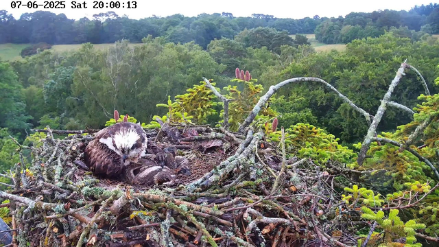 A young osprey chick is lying in a nest made of sticks and moss on a high branch, with an adult osprey perched beside it. The background shows a lush, green forested landscape under a cloudy sky. The image is timestamped "07-06-2025 Sat 20:00:13" at the top.