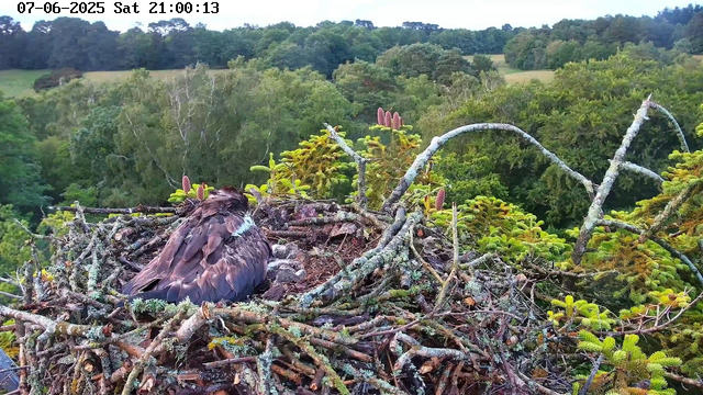 A bird of prey, likely an eagle, sits in a large nest made of sticks and branches on a tree. The nest is surrounded by lush green foliage, with a dense forest extending into rolling hills in the background. The sky is partly cloudy, and the timestamp at the top of the image indicates it was taken on July 6th, 2025 at 9:00 PM.