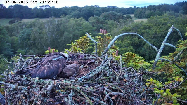 A bird is sitting in a large nest made of twigs and moss on a tree branch. The bird appears to be caring for or feeding a smaller bird or chick. The background shows dense green forest with various trees and foliage under a partly cloudy sky. The timestamp at the top shows the date as July 6, 2025, and the time as 21:55:18 on a Saturday.