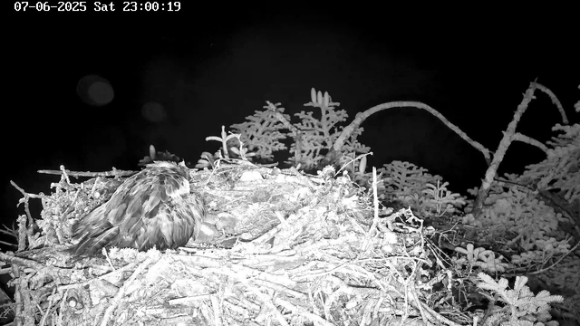 A bird with wet feathers sitting in a nest made of twigs and leaves, high in a tree against a dark night sky. Snow or frost appears on the nest and surrounding branches. The image is in black and white, captured by a night-vision camera.