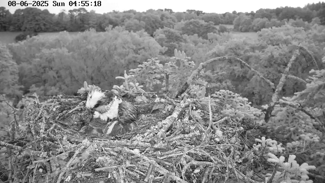 A black-and-white webcam image shows a bird's nest on a tree branch. Inside the nest, an adult bird is tending to three fledglings or chicks. The background features a dense, forested landscape with numerous trees and shrubs, with the scene captured early in the morning as indicated by the timestamp.
