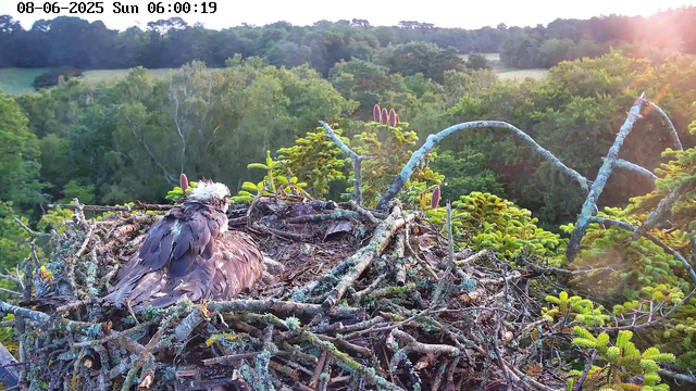 A young bird, likely an osprey, is sitting on its nest made of branches and twigs. The nest is located high in a tree, with lush green foliage surrounding it. In the background, there is a dense forest with rolling hills, and the image is lit by soft sunlight from the right side, with the sky displaying a gentle sunrise or sunset glow. The timestamp on the image reads "08-06-2025 Sun 06:00:19."