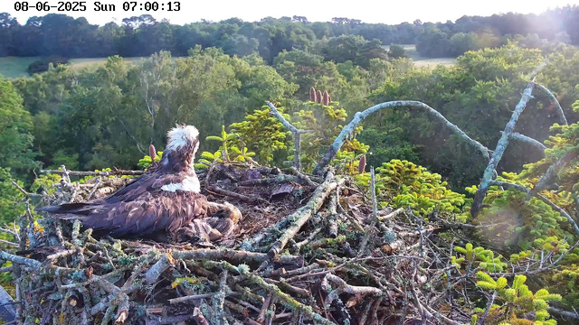 A young bald eagle with a fluffy white head is sitting on a large nest made of sticks and branches. The nest is high in the trees, overlooking a lush green forest with dense foliage and rolling hills in the background. Sunlight is shining from the right side, illuminating the scene. The date and time are displayed at the top left corner of the image.