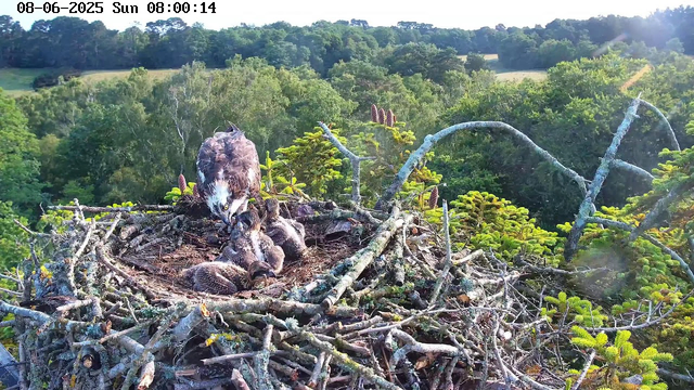A large bird of prey, likely an eagle, is standing in a nest made of branches atop a tree. The eagle appears to be tending to three young chicks nestled in the nest. The scene is set against a lush, green forested landscape with rolling hills in the background, under a clear sky with sunlight illuminating the area. The timestamp at the top indicates the date as August 6, 2025, and the time as 8:00 AM.