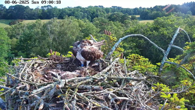 A large bird, likely an osprey, stands on a nest made of sticks and twigs. The nest is situated high in a tree, surrounded by lush green foliage and a dense forest in the background. The bird appears to be preening itself, with its head turned downward. The scene is bright and sunny, with a clear sky overhead. A timestamp at the top left indicates the date and time as June 8, 2025, at 9:00 AM.