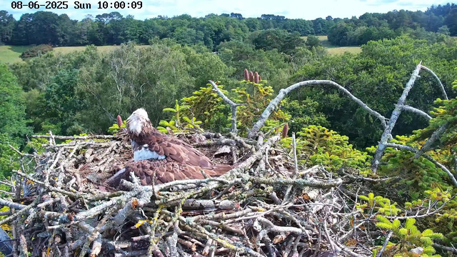 A young bird of prey, likely an osprey, is resting in a large nest made of sticks and twigs. The nest is situated high in a tree, with lush green foliage and a distant treeline visible in the background under a partly cloudy sky. The timestamp at the top reads "08-06-2025 Sun 10:00:09."