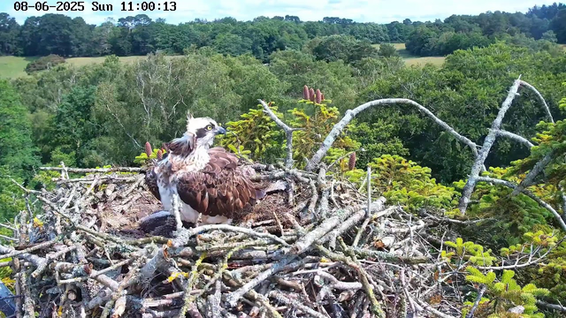An osprey bird with brown and white feathers is sitting on a large nest made of intertwined sticks and branches, high up in a tree. The bird appears to be resting or observing its surroundings. In the background, there is a lush green forest with dense trees and hills under a bright, clear sky. The image has a timestamp at the top indicating the date as June 8, 2025, and the time as 11:00:13 AM.