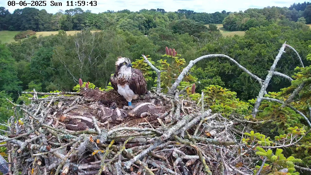 An osprey sits in a large nest made of sticks on a tall tree branch. The osprey is partially feathered with brown and white plumage, and stands upright, looking to the left. Surrounding the nest are lush green trees and foliage, with a background of dense forest and distant rolling hills under a partly cloudy sky. The image includes a timestamp at the top left corner indicating it was taken on June 8, 2025, at 11:59 AM.
