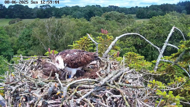 An adult bird of prey, likely an osprey, is sitting in a large nest made of sticks and branches. The bird is tending to two small, downy chicks. The nest is situated high in a tree, with lush green foliage and a distant landscape of rolling hills and trees in the background. The image is timestamped "08-06-2025 Sun 12:59:44" at the top.