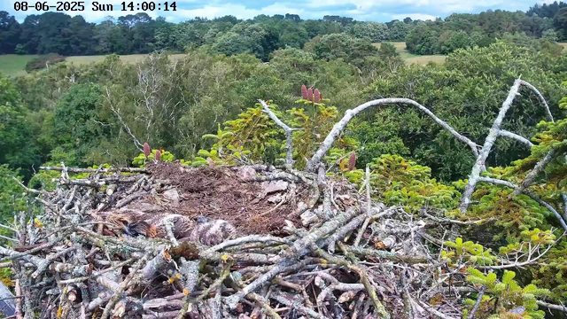 A large bird's nest made of twigs and branches sits atop a tree, with dense green foliage and trees extending into the distance. Some leafy branches with small, catalog-like cones are visible near the nest. The background shows rolling hills covered in trees under a partly cloudy sky. The timestamp in the upper left corner indicates the date and time as August 6, 2025, at 14:00:14.