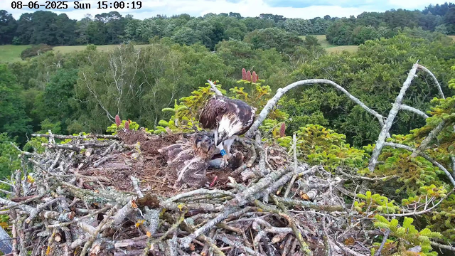 A fledgling osprey chick is sitting in a large nest made of sticks on a tree branch, with an adult osprey feeding it. The nest is situated high in a tree, surrounded by lush green foliage and a forested landscape. The adult osprey has a band on its leg and the time and date are displayed at the top of the image.