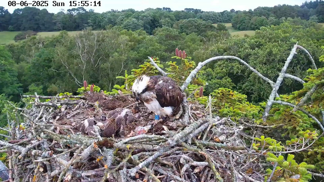 A mature raptor, likely a hawk or an eagle, is perched on a large nest made of sticks and branches atop a tree. The bird is feeding a chick or juvenile nestled within the nest. The background shows a lush, green forest with dense trees and rolling hills. The image is timestamped "08-06-2025 Sun 15:55:14" at the top left corner.