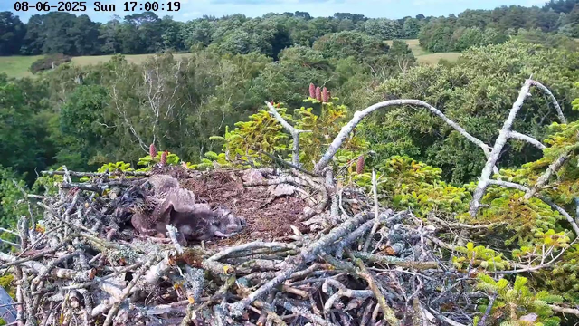 A view of a bird's nest high in the trees on a sunny day. Inside the nest, there appears to be a baby bird with some fluff or feathers. The nest is made of twigs and sticks, and is surrounded by green foliage. In the background, there is a lush, forested landscape with various trees and a clear blue sky. The image is timestamped "08-06-2025 Sun 17:00:19" in the upper left corner.