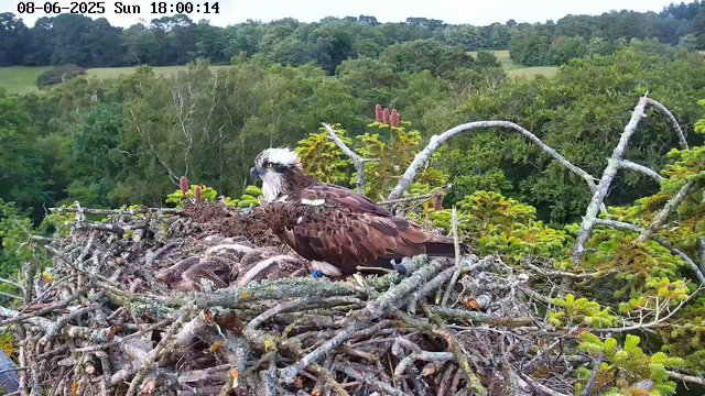 A bald eagle is perched on a large nest made of intertwined branches and twigs. The eagle has a white head and yellow eyes, with brown feathers on its body. The nest is situated high in a tree surrounded by green foliage, with a lush forest and rolling hills in the background. The sky appears partly cloudy. The image includes a timestamp indicating the date as June 8, 2025, and the time as 6:00 PM.