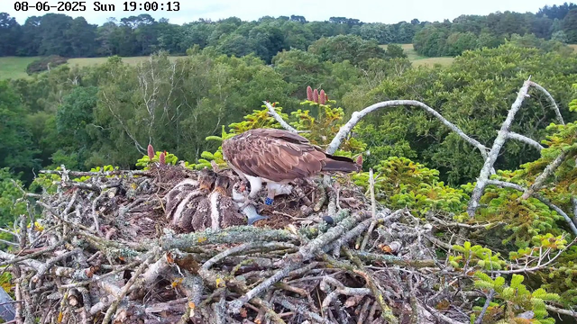 An adult bird of prey, likely an osprey, is standing on a large nest made of sticks and branches atop a tall tree. The bird is attending to a group of fuzzy, downy chicks inside the nest. The nest is surrounded by lush green foliage, and the background features a dense forest with rolling hills under a clear sky. The image is timestamped "08-06-2025 Sun 19:00:13" at the top.