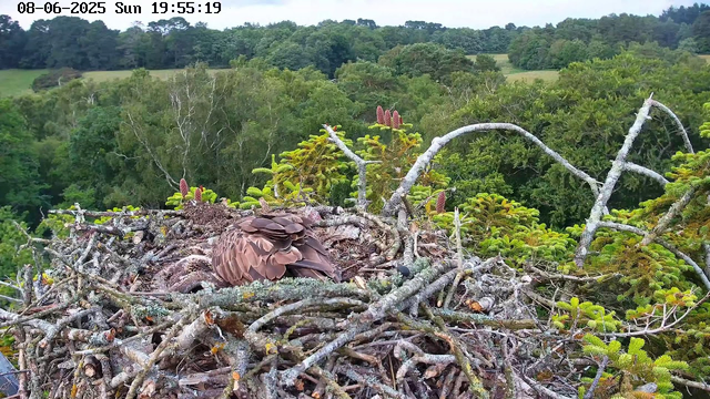 A bird, likely a hawk or similar raptor, is sitting in a nest made of twigs and branches on top of a tree. The nest is surrounded by green pine branches with clusters of pinkish buds. In the background, there is a dense forest of leafy trees, and the sky is overcast with soft, diffused lighting. The timestamp in the upper left corner indicates the date as August 6, 2025, and the time as 19:55:19 on a Sunday.