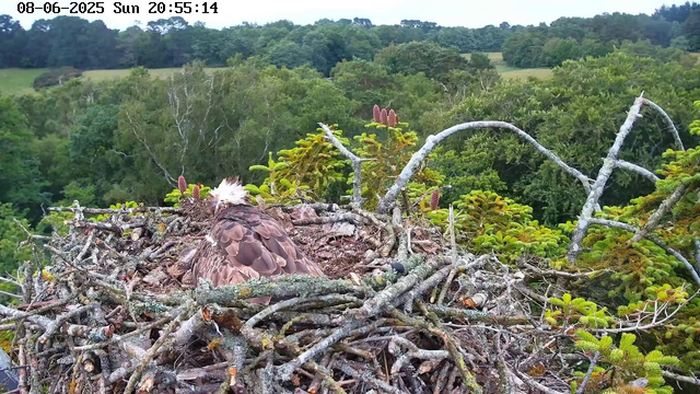 A bird with brown plumage and white feathers on its head is sitting in a large nest made of twigs and branches. The nest is built on top of a tree with green foliage, and the background shows a dense, lush forest. The image includes a timestamp at the top left corner showing "08-06-2025 Sun 20:55:14."