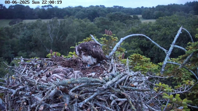 A bird of prey, likely an osprey, is sitting on a large nest made of twigs and branches on top of a tree. The bird appears to be preening or resting, with green foliage and a distant forested landscape in the background. The timestamp on the image shows the date as August 6, 2025, and the time as 22:00:19 on a Sunday.