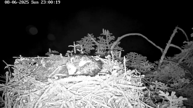 A bird, likely a hawk or similar raptor, is sitting in a nest made of twigs, on a tree branch at night. The image is black and white, captured by a webcam, with a timestamp indicating it was taken on Sunday, August 6, 2025, at 11:00:19 PM. The background is dark, and some branches and leaves are faintly visible.