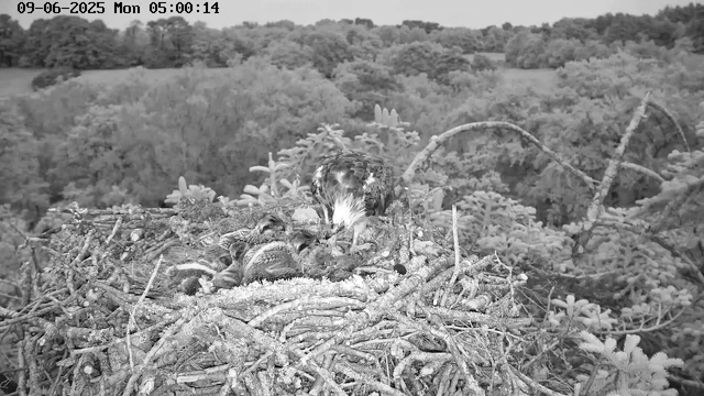 A bird of prey, likely a hawk or eagle, is standing on the edge of its large nest built among tree branches. The nest contains several baby birds, which are small, fluffy, and have prominent eyes. The background shows a dense forest with numerous trees, and the image appears to be captured in black and white. The timestamp indicates the date as September 6, 2025, and the time as 5:00 am.