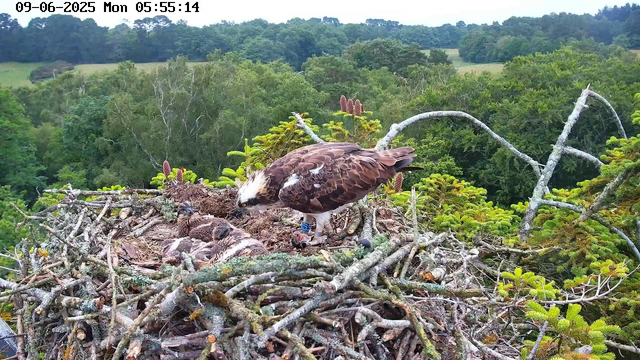A juvenile and an adult osprey are perched together in a large nest made of twigs and branches, situated high in a tree. The adult osprey, with brown and white feathers and a distinctive white head, is leaning toward the juvenile, peering down at it. The juvenile has darker, mottled plumage and is lying down on the nest. The background shows a dense green forest with various trees and some rolling hills in the distance. The timestamp on the image indicates it was taken early in the morning.