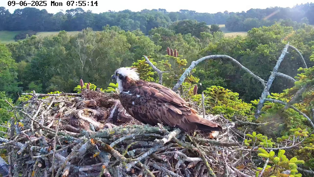 An adult osprey with a white head and dark eye stripe sits on a large nest made of twigs. The nest is perched high in a tree, surrounded by lush green foliage and branches. In the background, there are rolling fields and a dense forest under a clear sky. The image is captured in the early morning, as indicated by the timestamp.