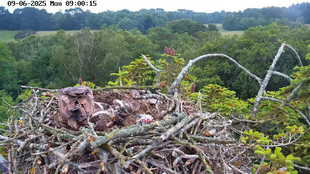 A bird's nest high in a tree containing several baby birds and an adult bird, possibly a hawk or similar raptor, tending to the nestlings. The nest is constructed of twigs and branches, set against a lush green forest background. The image has a timestamp at the top indicating it was captured on September 6, 2025, at 9:00 AM.