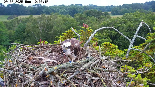 A large bird of prey, likely an osprey, stands on a nest made of sticks and branches. The nest is situated high in a tree, surrounded by lush green foliage and dense forest. The bird is looking directly at the camera, with its head slightly tilted and its beak open. There are several smaller chicks visible inside the nest. The background shows a view of a green treetop canopy and distant hills under a cloudy sky. The timestamp reads "09-06-2025 Mon 10:00:15".
