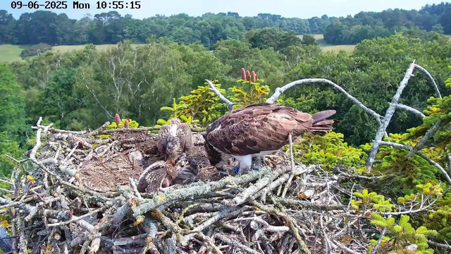 A large bird of prey, likely an eagle, is perched on a nest made of sticks high in a tree. The eagle is looking down at a young chick in the nest. The background features a lush, green forest with rolling hills and dense trees under a partly cloudy sky. The image has a timestamp in the top left corner reading "09-06-2025 Mon 10:55:15."