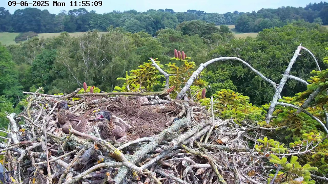 A bird's nest made of twigs and branches is situated high in a green tree, with two young birds sitting inside. The surrounding landscape features dense green foliage and rolling hills in the distance. The time and date are displayed at the top of the image as "09-06-2025 Mon 11:55:09."