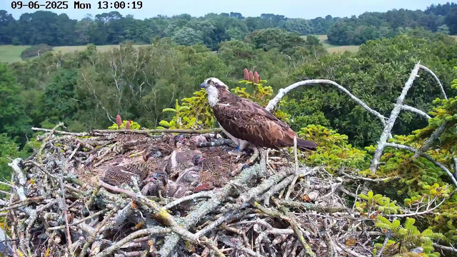 An adult hawk stands on a nest made of twigs, with several baby chicks nestled inside. The nest is high in a tree, surrounded by green foliage and branches. The background shows a lush, distant forest under a clear sky. The hawk appears alert, watching over its young. The image is timestamped June 9, 2025, at 1:00 PM.