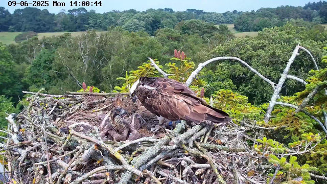 A bird's nest is situated high among the branches of a coniferous tree. Inside the nest, there are two young raptors with fluffy brown and white feathers and large dark eyes. One adult bird, with a dark beak and brown feathers, is leaning over the chicks, likely feeding or tending to them. The background features a lush, green forest with dense trees and rolling hills under a bright sky. The image is timestamped June 9, 2025, at 14:00.