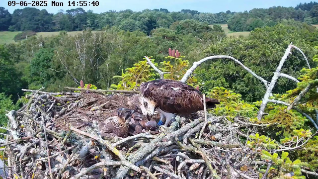 An adult osprey is leaning over the nest, feeding a young osprey chick that has its beak open. The nest is made of sticks and branches, and is situated high in a tree surrounded by lush green foliage. In the background, there is a landscape of rolling green hills and a dense forest. The image is timestamped June 9, 2025, at 14:55.
