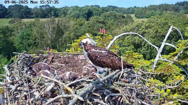 An adult osprey stands on the edge of its large nest, which is made of twigs and branches, with several hatchlings nestled inside. The nest is situated high in a tree, overlooking a lush green forest with rolling hills in the background under a clear, sunny sky. A timestamp in the top left corner indicates the date and time.