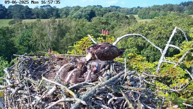 A young osprey chick is lying in a large nest made of sticks, while an adult osprey stands over it, feeding it. The nest is situated high among green trees, with a lush forest and rolling hills in the background. The image appears to be taken from a webcam, with a timestamp showing "09-06-2025 Mon 16:57:35" at the top left corner.