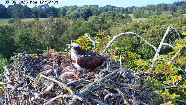 An adult hawk with dark brown and white feathers is sitting on a nest made of twigs and branches. There are also some smaller chicks nestled in the nest. The background shows a lush green forest with trees and rolling hills under a clear blue sky. The image is captured by a webcam and the timestamp is visible at the top, showing the date as September 6, 2025, and the time as 17:57:34.