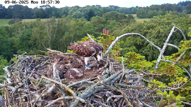 A large bird of prey, likely an osprey, is standing on a nest made of sticks and twigs, high in a tree. The bird appears to be feeding or tending to its young chicks in the nest. The background shows a lush, green forest with various trees and foliage, and the sky is partly visible with a soft light suggesting early evening. The image also includes a timestamp showing June 9, 2025, at 6:57 PM.