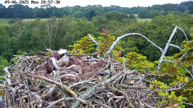 A bird of prey, possibly a juvenile osprey, is sitting in a large nest made of sticks and branches. The nest is situated high in a tree, with lush green foliage and rolling hills in the background. The scene is captured in early evening, with soft natural light. The image includes a timestamp in the top left corner indicating the date as June 9, 2025, and the time as 8:57 PM.