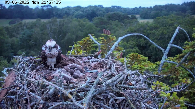 A bird of prey, likely a hawk or an eagle, is perched on the edge of a nest made of sticks and twigs. The nest contains several small, fuzzy chicks. The background features a lush, green forest with trees and rolling hills under a partly cloudy sky. The image is timestamped "09-06-2025 Mon 21:57:35" at the top.