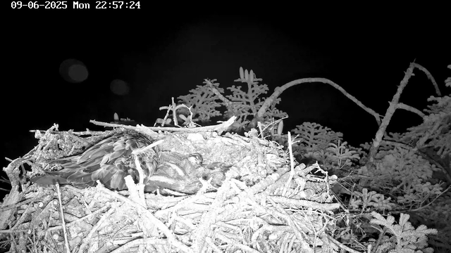 A black-and-white image captured by a webcam shows a bird perched on a nest made of twigs and branches. The nest is situated among leafy foliage, and the background appears dark, suggesting nighttime. The timestamp on the image reads "09-06-2025 Mon 22:57:24."