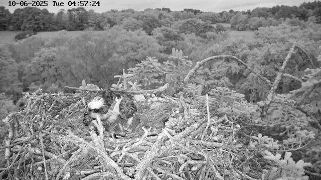 A black-and-white image from a webcam shows an osprey sitting in its large nest made of sticks. The nest is situated high up in a tree, overlooking a dense forest with numerous trees of different sizes. The timestamp at the top indicates the date as October 6, 2025, and the time as 04:57:24 on a Tuesday.