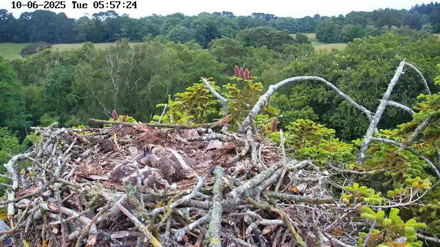 A bird's nest built with twigs and branches sits high in a tree, containing several grey and white juvenile birds with feathers still developing. The nest is surrounded by lush green foliage and various trees in the background under an overcast sky. The image timestamp shows "10-06-2025 Tue 05:57:24" at the top.