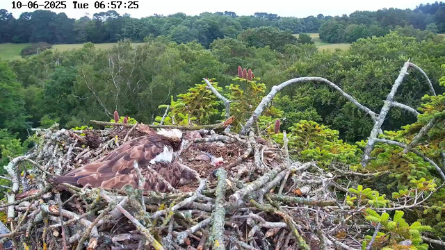 An eagle's nest built among green pine branches on a tall tree, with a large adult eagle tending to its chick. The background features a lush, rolling landscape of dense forests and distant hills under a clear sky. The image is captured by a webcam with a timestamp of June 10, 2025, at 6:57 AM.