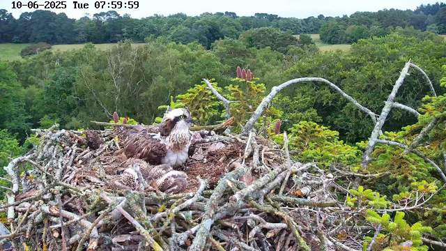 An osprey nest made of sticks and branches sits atop a tree, with an adult osprey sitting in the nest. The background features a lush, green forest with a variety of trees and foliage extending to the horizon. The image appears to be captured from a webcam, with the date and time displayed at the top.