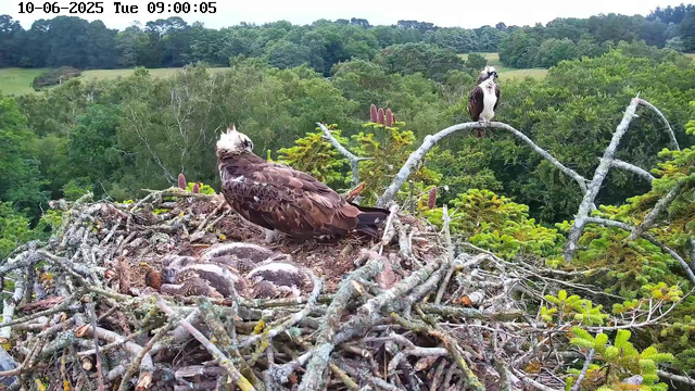A bird of prey with a white crest and dark brown body sits on the edge of a large nest made of sticks and twigs. In the nest, several grayish-brown hatchlings are visible, curled up. The background features a lush green landscape of trees and rolling hills under a cloudy sky. Another bird with similar markings perches on a branch nearby. The timestamp on the image shows "10-06-2025 Tuesday 09:00:05."