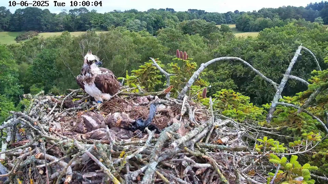 A young osprey chick is lying in a nest made of twigs and branches, with an adult osprey perched nearby. The nest is situated high in a tree surrounded by lush green foliage, with a distant view of a forested landscape and rolling hills under a partly cloudy sky. The image is timestamped "10-06-2025 Tue 10:00:04" at the top.