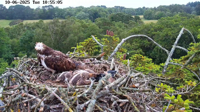 An Osprey standing on a large nest made of sticks and branches, with three hatchlings covered in downy feathers lying in the nest. The nest is situated high above a lush green forest with dense trees and rolling hills in the background. The sky is partly cloudy. The image appears to be captured by a webcam, with the date and time displayed at the top.