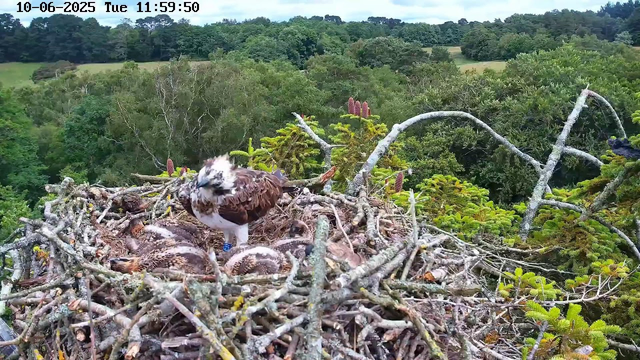 A bird of prey, likely an osprey, is standing on a large nest made of sticks and twigs, surrounded by lush green trees and foliage. Several small chicks are visible in the nest beneath the adult bird. The background features a dense forest with a variety of trees and distant rolling hills under a partly cloudy sky. The timestamp in the top left corner reads "10-06-2025 Tue 11:59:50."